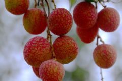 男人吃了補(bǔ)腎的水果有哪些？男人吃哪些水果補(bǔ)腎壯陽？[圖]