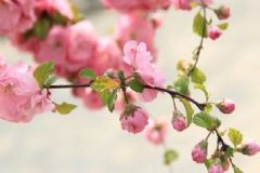 有哪些鮮花可以美容養(yǎng)顏？鮮花美容養(yǎng)顏的方法有哪些？[圖]