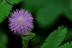 孕婦能養(yǎng)花嗎？孕婦不能碰哪些花[圖]