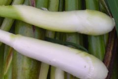 茭白和什么相克？茭白和什么食物相克？[多圖]