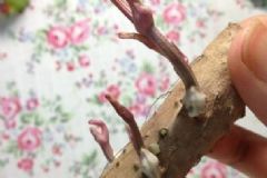 山藥長(zhǎng)芽還能吃嗎？長(zhǎng)芽山藥吃了有什么影響？[多圖]