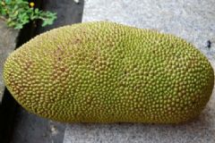 菠蘿蜜太多了怎么辦？菠蘿蜜太大怎么保存？[多圖]