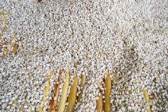芝麻是熱性還是涼性？芝麻是涼性還是熱性的？[多圖]
