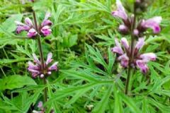 怎樣吃益母草能養(yǎng)顏補血？如何吃益母草能養(yǎng)顏補血？[圖]