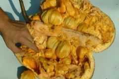 菠蘿蜜有臭味嗎？菠蘿蜜臭了怎么辦？[多圖]