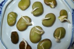 發(fā)芽的蠶豆能吃嗎？發(fā)芽的蠶豆可以吃嗎？[多圖]
