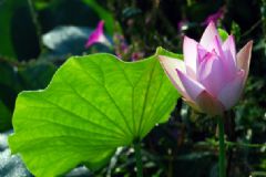 荷花什么時候開？荷花開花時間[多圖]