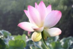 荷花是什么顏色？荷花有什么顏色？[多圖]