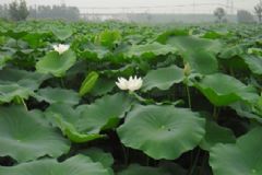 如何在夏季保持好身材？怎樣在夏季保持好身材？[圖]