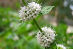 薄荷會(huì)開(kāi)花嗎？薄荷開(kāi)花后會(huì)死嗎？[多圖]