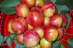 李子和芒果能一起吃嗎？芒果和李子同食好嗎？[多圖]