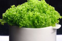 拉肚子可以吃生菜嗎？拉肚子可以吃生菜粥嗎？[多圖]