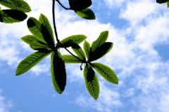 枇杷葉能治咳嗽嗎？枇杷葉能和梨一起煮嗎？[多圖]