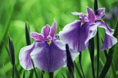 五月什么花開(kāi)？五月有什么花開(kāi)？[多圖]