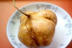 地瓜是什么？地瓜是什么樣子？[多圖]