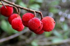 楊梅和牛奶能一起吃嗎？楊梅和牛奶一起吃好嗎？[多圖]
