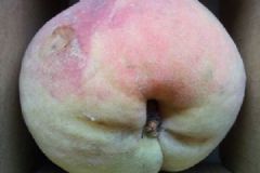 桃子壞了一點(diǎn)可以吃嗎？桃子軟了還能吃嗎？[多圖]