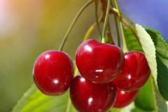 櫻桃什么時(shí)候開(kāi)花？櫻桃樹(shù)幾年結(jié)果？[多圖]