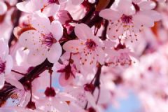 櫻桃和櫻花有關(guān)系嗎？櫻桃和櫻花是一種樹嗎？[多圖]
