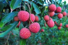 荔枝什么時候成熟？荔枝什么季節(jié)吃？[多圖]