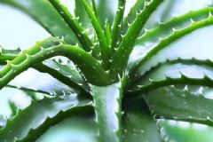蘆薈面膜會(huì)不會(huì)過(guò)敏？敷蘆薈面膜皮膚過(guò)敏怎么辦？[圖]