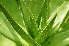 制作蘆薈面膜的方法有哪些？自制蘆薈面膜的功效嗎？[圖]
