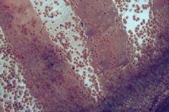 海藻面膜好還是面貼面膜好啊？海藻面膜和貼片面膜哪個好？[圖]