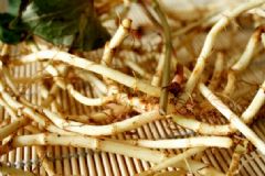 魚腥草和什么搭配能減肥？魚腥草減肥是怎么樣的？[圖]