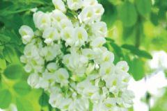孕婦可以吃槐花嗎？孕婦能吃槐花嗎？[圖]