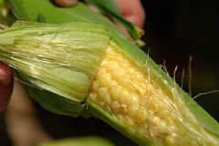 玉米須可以降血糖嗎？玉米須有什么其他藥用價值？[圖]