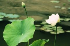 夏季老人養(yǎng)生要注意什么？夏季該如何進(jìn)行養(yǎng)生？[圖]