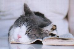 睡眠不足容易引發(fā)心血管疾病嗎？怎樣的休息時間健康合理[圖]