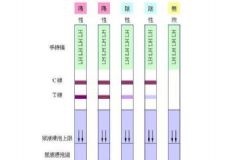 如何用排卵試紙測排卵？用排卵試紙測排卵的方法[圖]