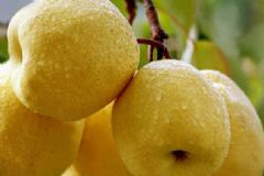 寶寶養(yǎng)肺的食物有哪些？寶寶吃什么養(yǎng)肺？[圖]