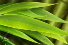 夏天如何防暑？夏季調(diào)養(yǎng)瀉火喝竹葉水有用嗎？[圖]