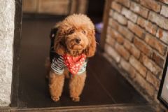 上海男子被寵物犬輕輕咬傷手背，兩個月后發(fā)病死亡[多圖]