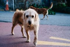 被狗咬傷后打四針疫苗依然狂犬病發(fā)作身亡，被狗咬了怎么辦？[多圖]
