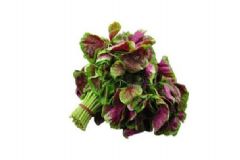 夏日流汗多多吃莧菜好嗎？夏季經(jīng)常出汗應(yīng)該怎么調(diào)理？[圖]