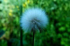 蒲公英開花后還能吃嗎？開花的蒲公英可以吃嗎？[圖]