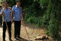 瘋狗半小時傷6人，被狗咬了該怎么辦？[多圖]