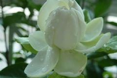 梔子花養(yǎng)在室內(nèi)好嗎？梔子花養(yǎng)在家里好嗎？[圖]