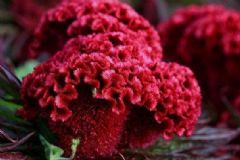 哪些鮮花可以治??？鮮花的藥用價值有哪些？[圖]