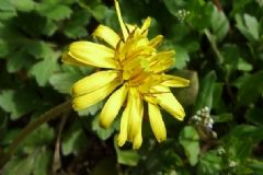 蒲公英花真的可以治雀斑？怎么用蒲公英花治雀斑？[圖]