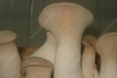 身體的自愈力應(yīng)該如何喚醒？如何增強(qiáng)身體的自愈力？[圖]