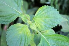 中醫(yī)美白秘方有哪些？中醫(yī)怎么護膚美白肌膚？[圖]