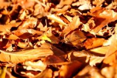 秋季男性如何養(yǎng)生？秋季男性養(yǎng)生方法有哪些？[圖]