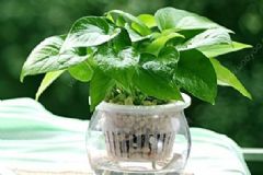 辦公室白領(lǐng)吃哪些食物可以抗輻射？工作中怎樣可以減少輻射？[圖]