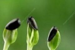 春季養(yǎng)生要做到哪些？春季養(yǎng)生該吃什么？[圖]