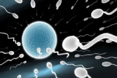 精子怎樣從睪丸游到女性私處？精子怎樣到女性子宮和卵子結(jié)合？[圖]