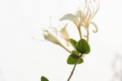肝火旺盛如何調(diào)理？吃什么食物去肝火？[圖]